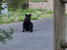 Friendly cat