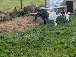 Goats