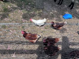 Chickens