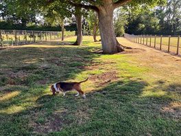 Fantastic shade provided by the mature trees in the secure dog park