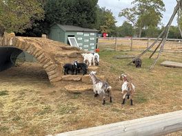 The goats