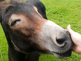 Donkeys so friendly