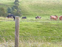 Cows for neighbours