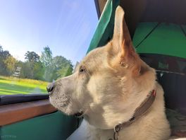Morning sunshine
