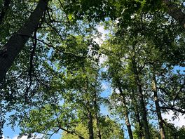 Trees