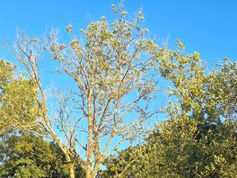 Trees round site. plenty of birds and seen squirrel and hedgehog