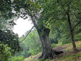 Woods