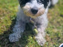 Happy puppy