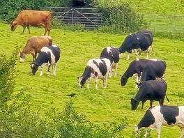 Cows