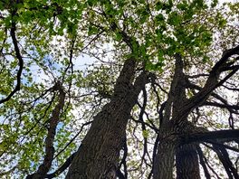 Lovely walk through the forestry areas