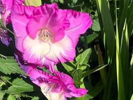 Beautiful flowers