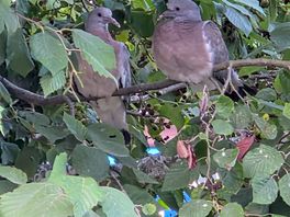 Juvenile wood pigeons at the lakes