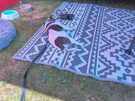 Hot dog chilling