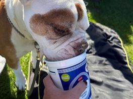 Loving yogurt