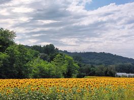 Across the road from the campsite. fields of gold!