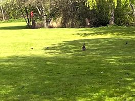 Wildlife