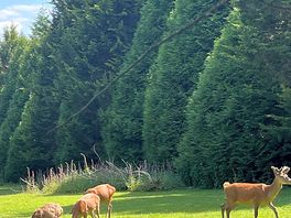 The family of deer