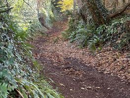 Woodland walk near the church