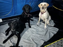 Our dogs settling in for the night