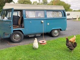 Nosy hens!