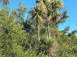 Vegetation
