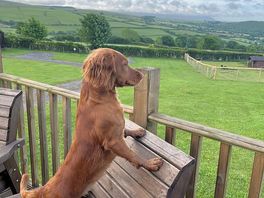 Our dog even enjoyed the views!