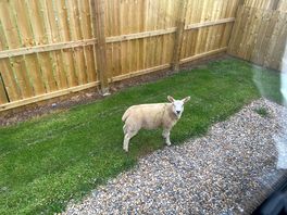 Local visitor.