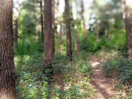 Walking through the woods