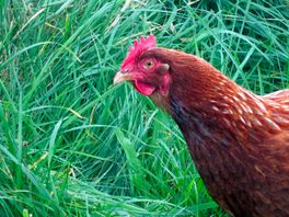 Friendly hen