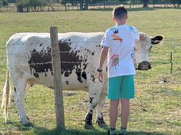 Even friendlier cow