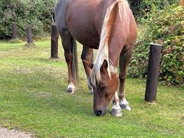 Lots of horses roaming around