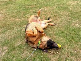 When it’s quiet, the dog can relax