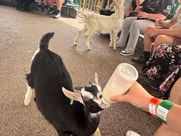 Activity in the animal park feeding goats in meet and greet