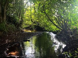 Dappled light