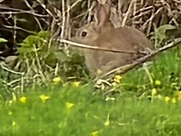 Wild rabbits