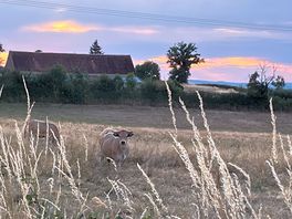 Evening walk.