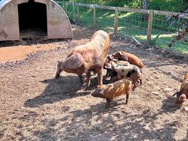 Piggies.
