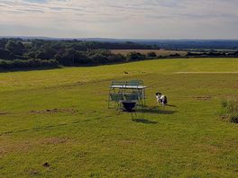 Watching the hares