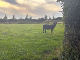Local neighbours!