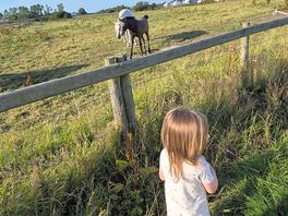My daughter loving your horses