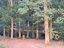 The woodland walk has moody evening lighting