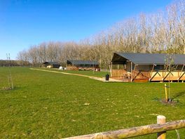 The Woodchests tents backed by trees