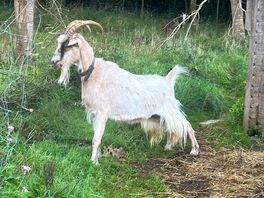 A pair of goats live by the site