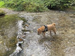 Quick drink mid woodland walk 😊