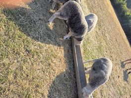 Sheep
