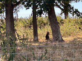Wallaby!!