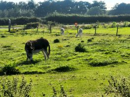 Donkey on the campsite