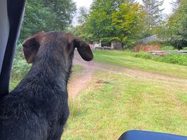 On rabbit patrol.