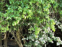 Nature right outside the door, birds singing, rabbits foraging.