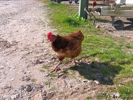 Cockradoodle doo